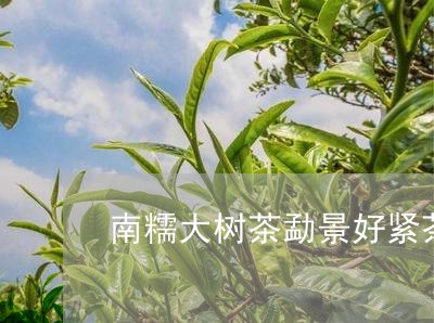 南糯大树茶勐景好紧茶/2023060938602