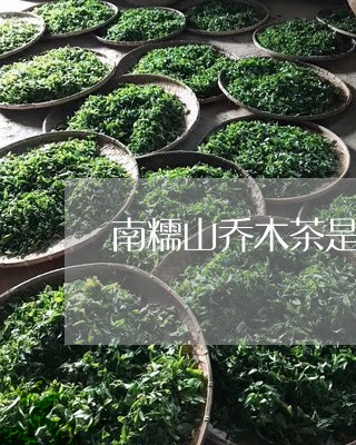 南糯山乔木茶是什么茶/2023092098403