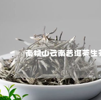 南糯山云南普洱茶生茶/2023062375948