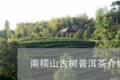 南糯山古树普洱茶介绍/2023061875047