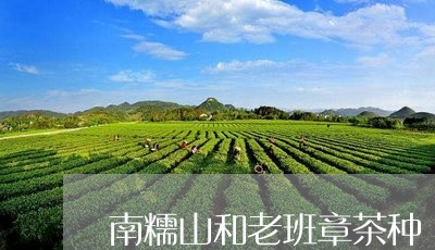 南糯山和老班章茶种/2023042800592