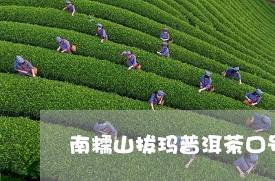 南糯山拔玛普洱茶口号/2023092925148