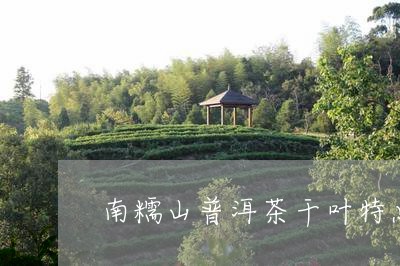 南糯山普洱茶干叶特点/2023092900624