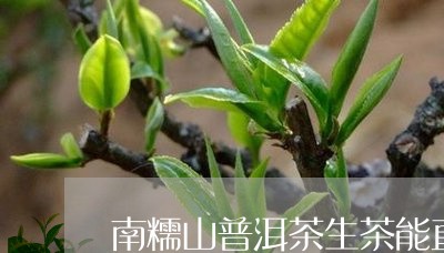 南糯山普洱茶生茶能直接泡着喝吗/2023110399592