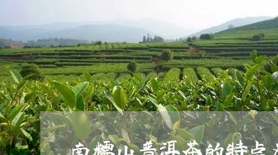 南糯山普洱茶的特点及口感/2023110206258