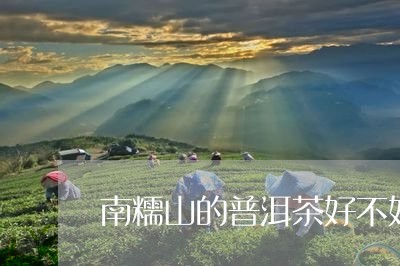 南糯山的普洱茶好不好/2023092505148