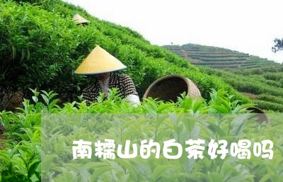 南糯山的白茶好喝吗/2023081296484