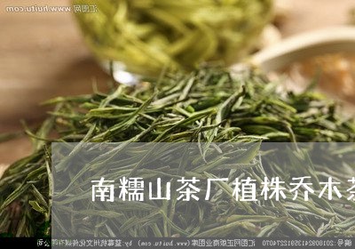 南糯山茶厂植株乔木茶/2023061038289