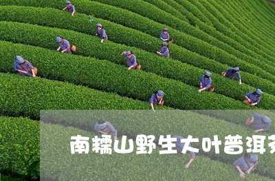 南糯山野生大叶普洱茶/2023072127147