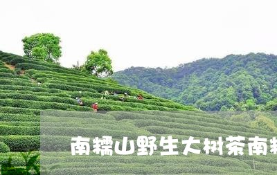 南糯山野生大树茶南糯山的茶怎么样/2023060491502