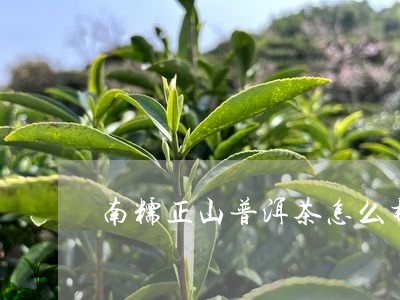 南糯正山普洱茶怎么样/2023092673047