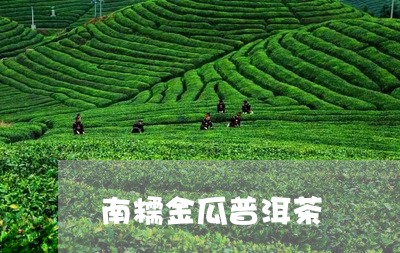 南糯金瓜普洱茶/2023102678493