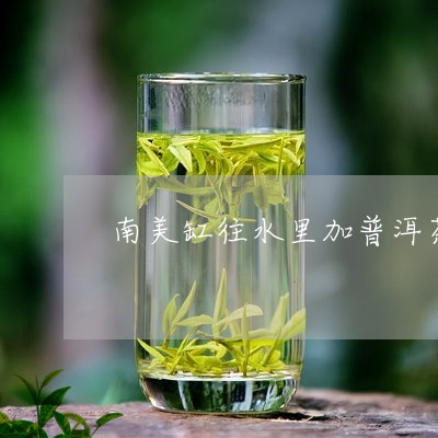 南美缸往水里加普洱茶可以吗/2023121574036