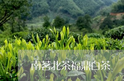 南茗北茶福鼎白茶/2023082657263