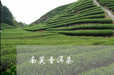 南莫普洱茶/2023090563948