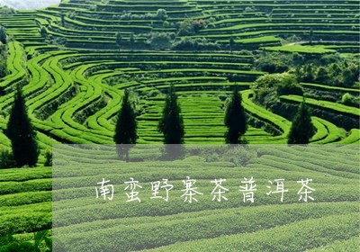 南蛮野寨茶普洱茶/2023071191593