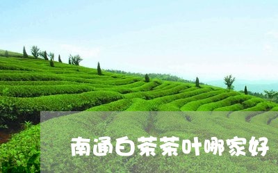 南通白茶茶叶哪家好/2023071517269