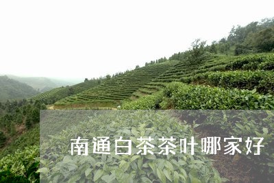 南通白茶茶叶哪家好/2023081296068