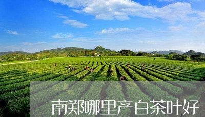 南郑哪里产白茶叶好/2023071671925