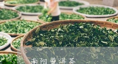 南阳普洱茶/2023090540592