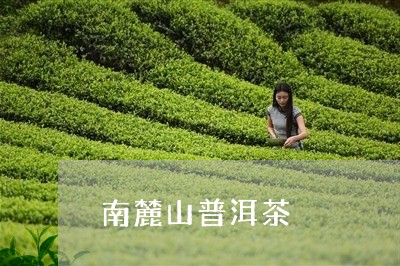 南麓山普洱茶/2023042721741