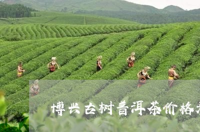 博兴古树普洱茶价格表及图片/2023082986282