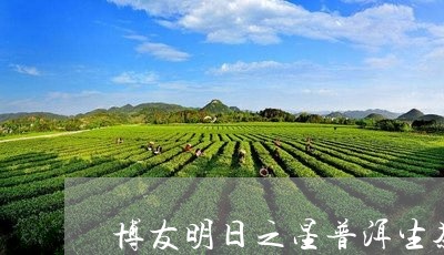 博友明日之星普洱生茶/2023092439714