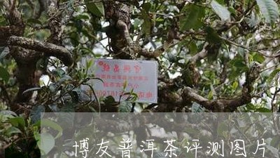 博友普洱茶评测图片/2023121501739