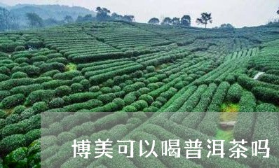 博美可以喝普洱茶吗/2023101770504