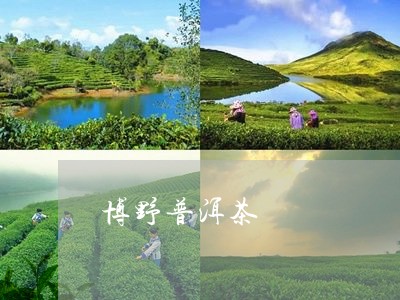 博野普洱茶/2023090558294