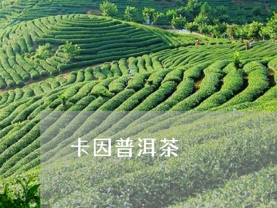 卡因普洱茶/2023112675948