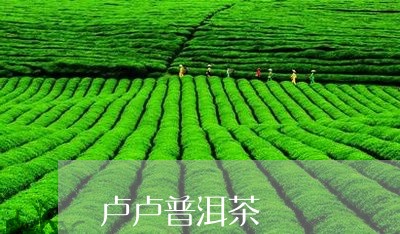 卢卢普洱茶/2023110515059