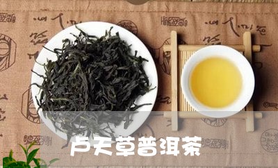 卢天草普洱茶/2023091309795