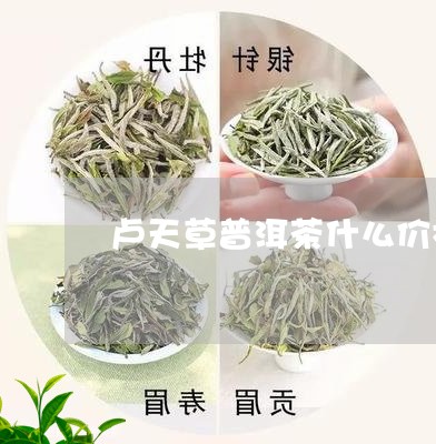 卢天草普洱茶什么价格/2023100694047