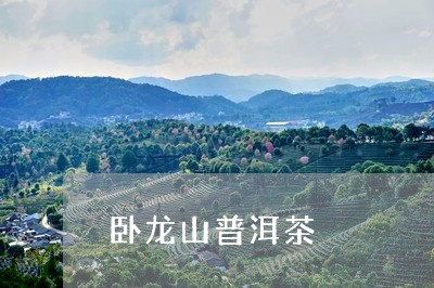 卧龙山普洱茶/2023042824724