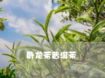 卧龙茶普洱茶/2023042869671