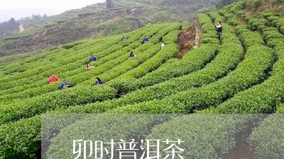 卯时普洱茶/2023090649614