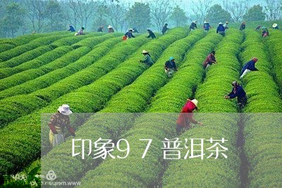 印象97普洱茶/2023101674136