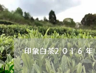 印象白茶2016年/2023071384159