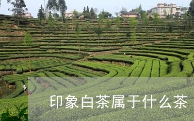 印象白茶属于什么茶/2023071584726