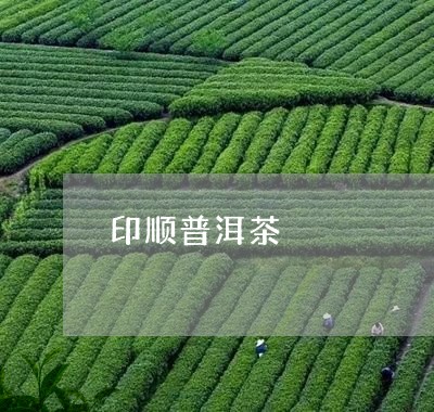 印顺普洱茶/2023090509717