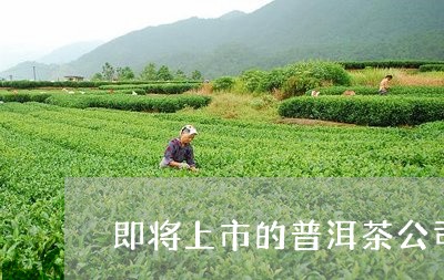 即将上市的普洱茶公司/2023092971796