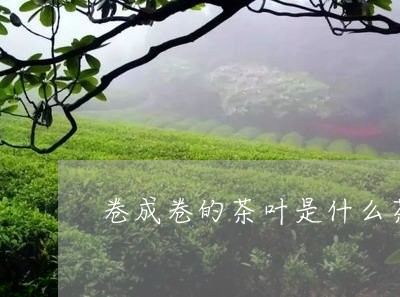 卷成卷的茶叶是什么茶/2023061013714