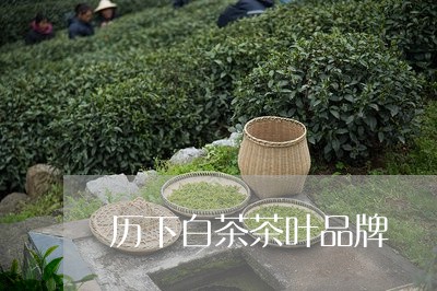 历下白茶茶叶品牌/2023061424949