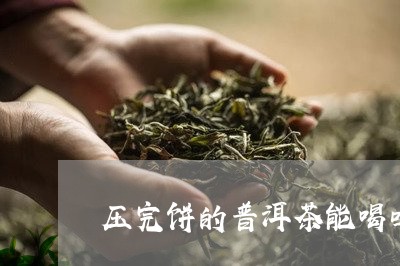 压完饼的普洱茶能喝吗/2023062021482