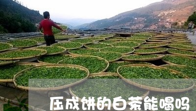 压成饼的白茶能喝吗/2023071573128