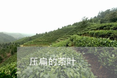 压扁的茶叶/2023041708698