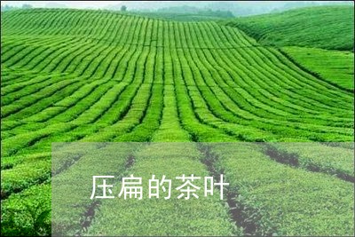 压扁的茶叶/2023090299370