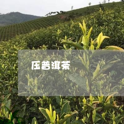 压普洱茶/2023110853737