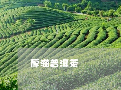 厚滋普洱茶/2023090642725